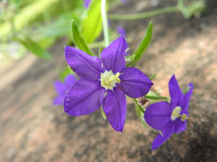 Legousia speculum-veneris
