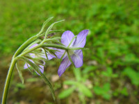 Legousia speculum-veneris