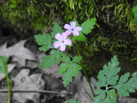 Geranium robertianum