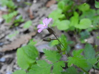 Geranium robertianum