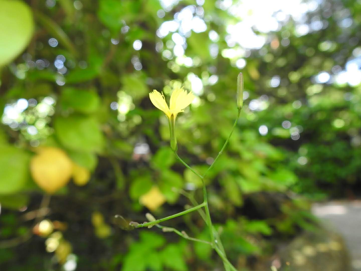 Mycelis muralis
