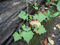Mycelis muralis