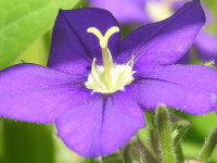 Legousia speculum-veneris