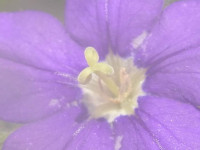 Legousia speculum-veneris