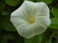 Convolvulus sepium