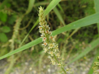 Reseda alba