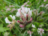 Lotus hirsutus