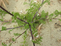 Cota tinctoria