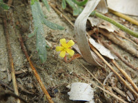Tribulus terrestris