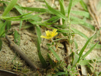 Tribulus terrestris