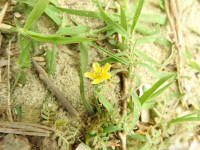 Tribulus terrestris