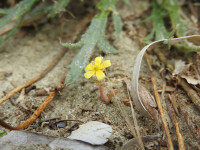 Tribulus terrestris