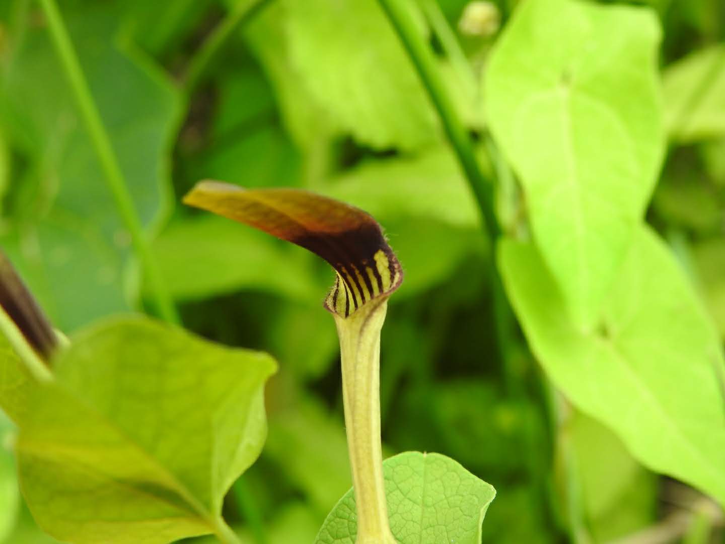 Aristolochia clematitis