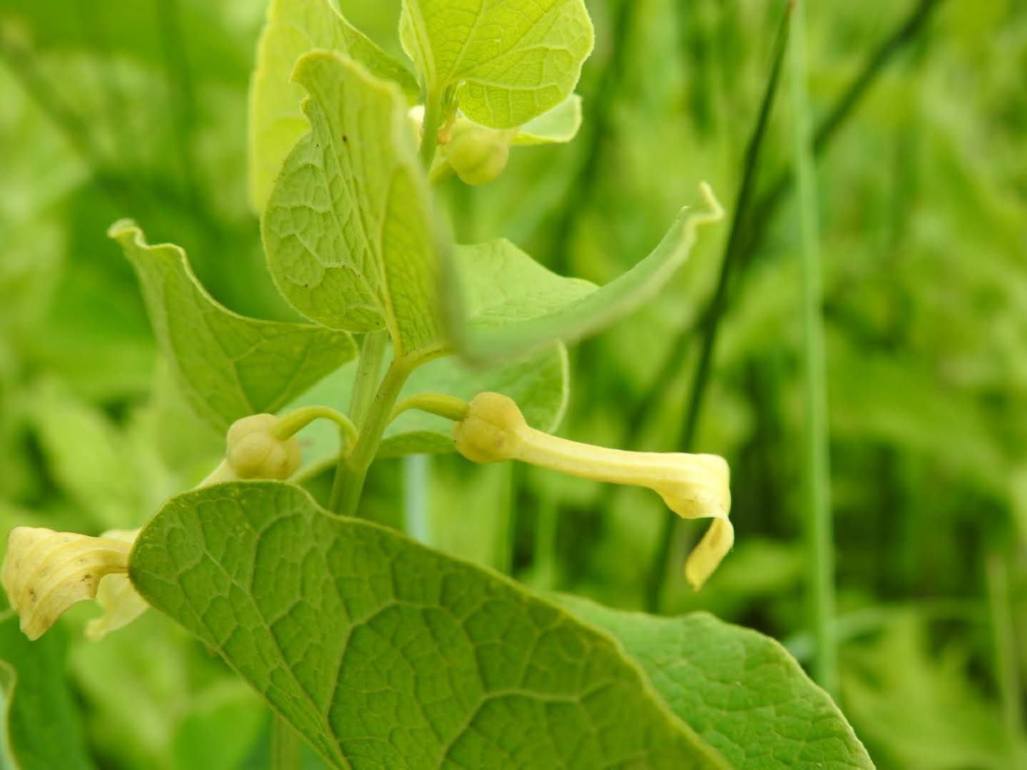 Aristolochia clematitis