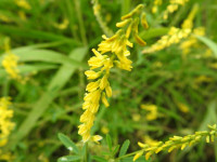 Trigonella officinalis