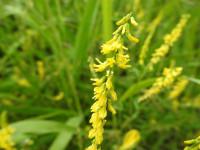 Trigonella officinalis