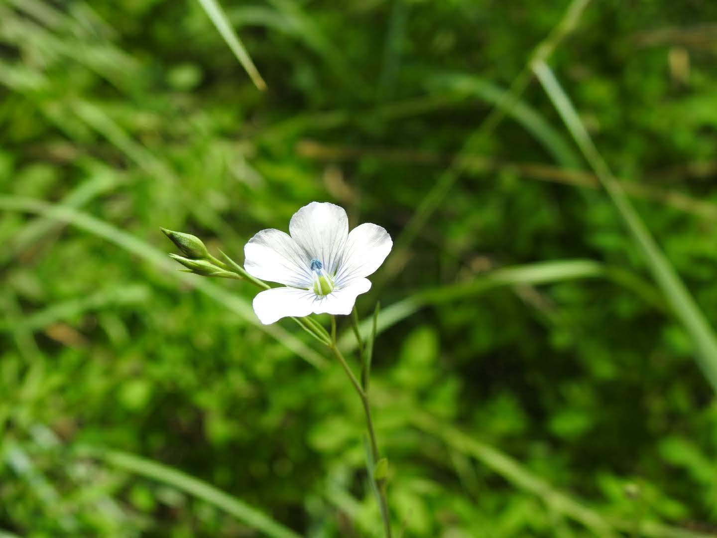 Linum usitatissimum