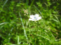 Linum usitatissimum
