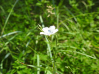 Linum usitatissimum