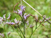 Limonium narbonense
