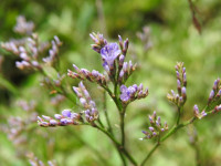 Limonium narbonense