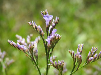 Limonium narbonense