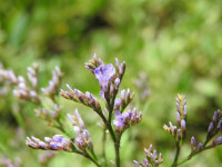 Limonium narbonense