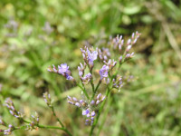 Limonium narbonense