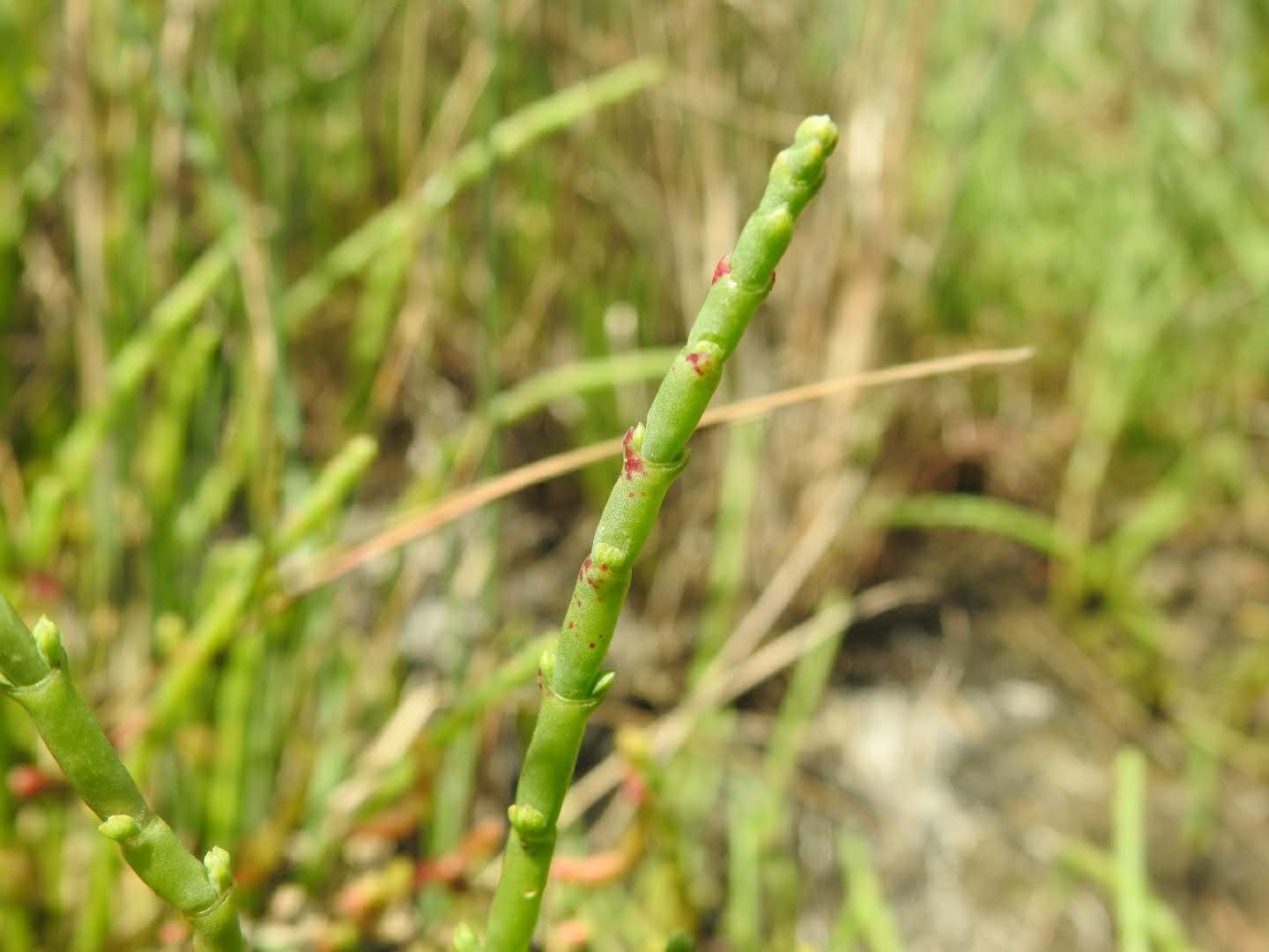 Salicornia fruticosa