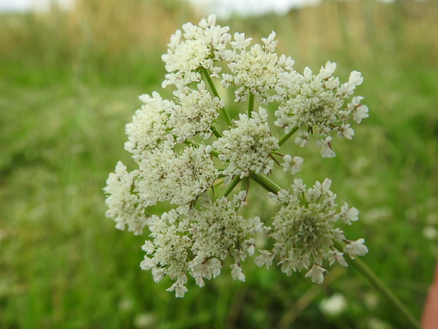 Torilis arvensis