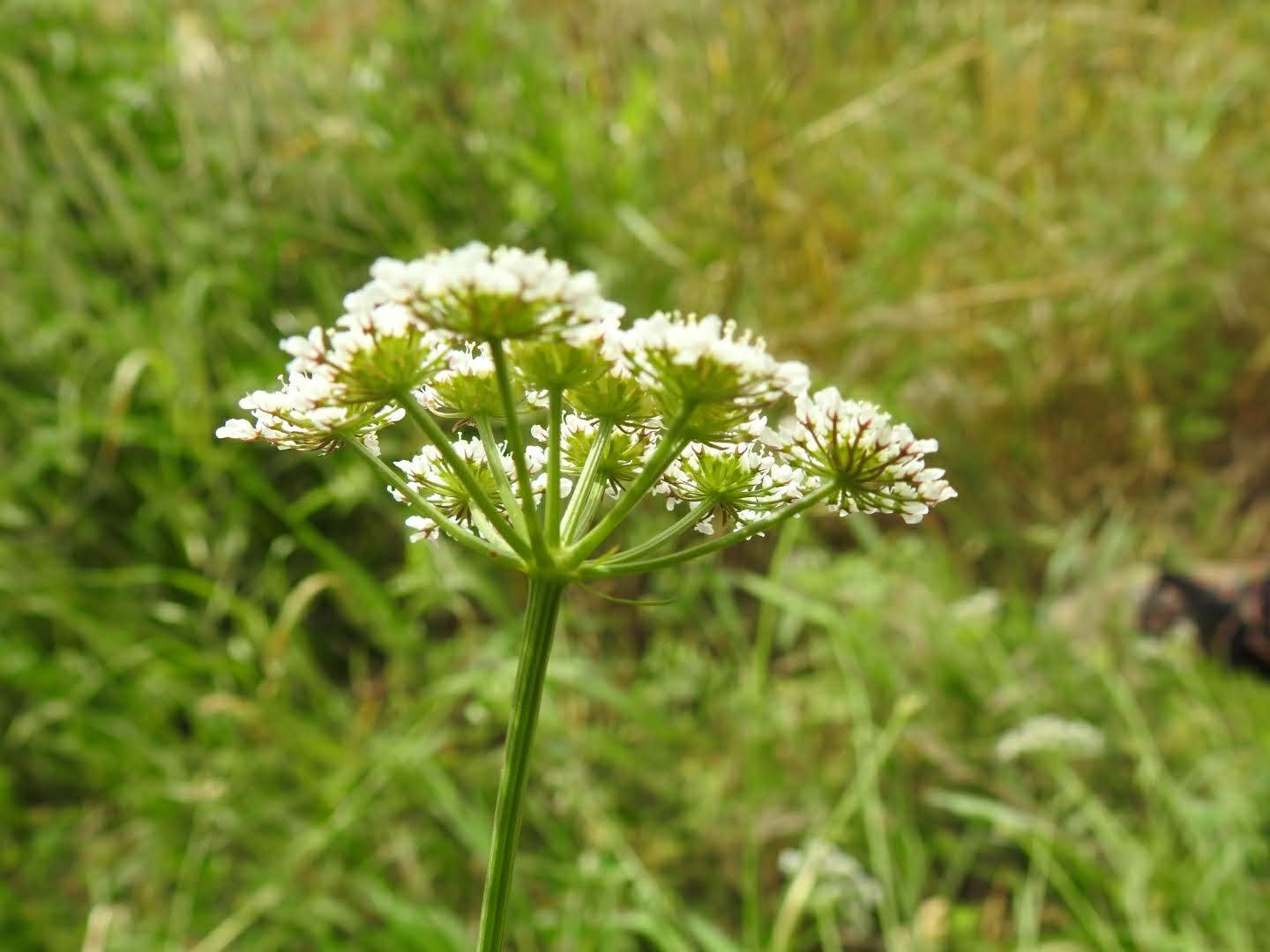 Torilis arvensis