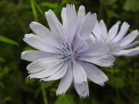 Cichorium intybus