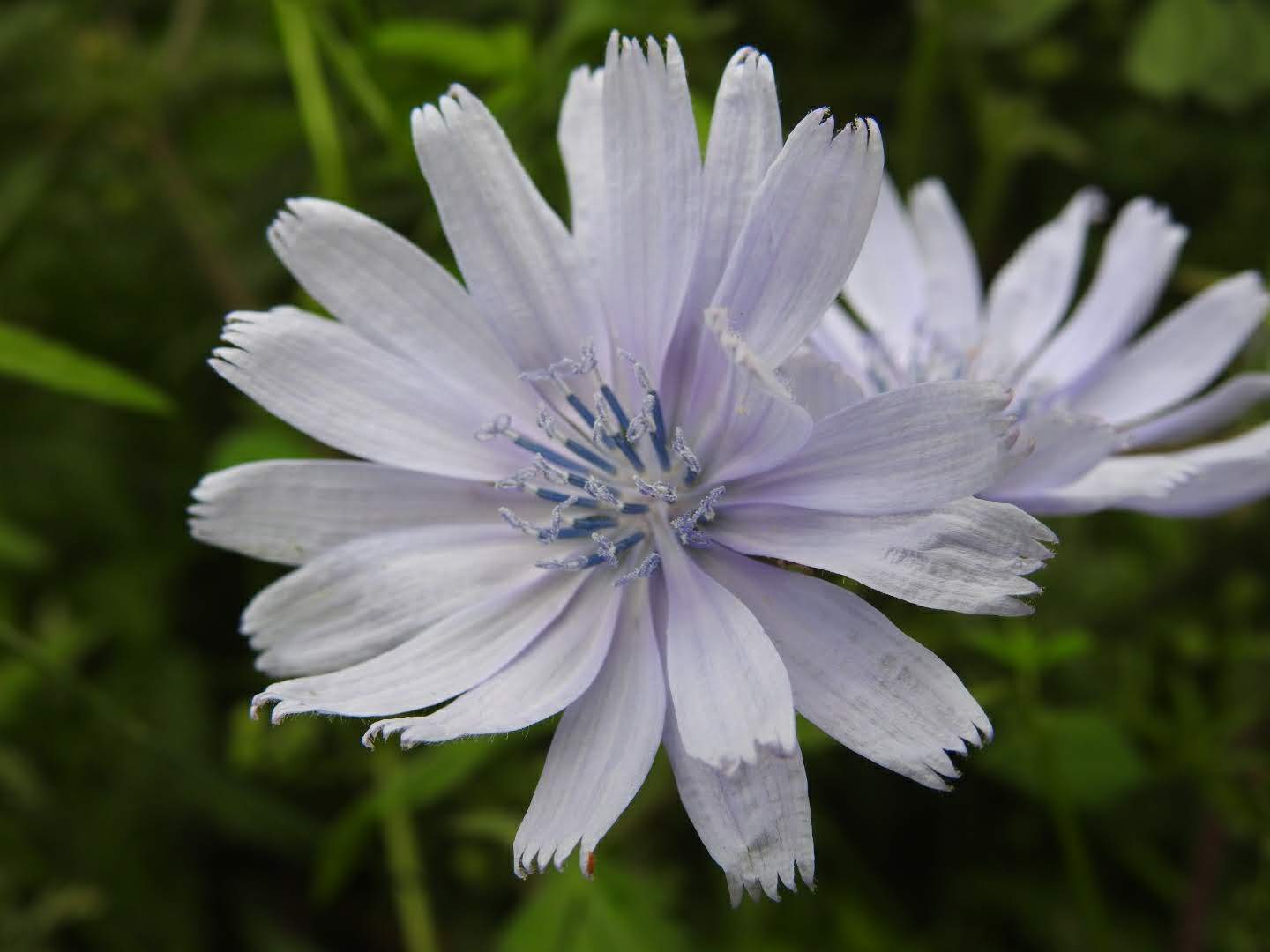 Cichorium intybus