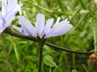 Cichorium intybus