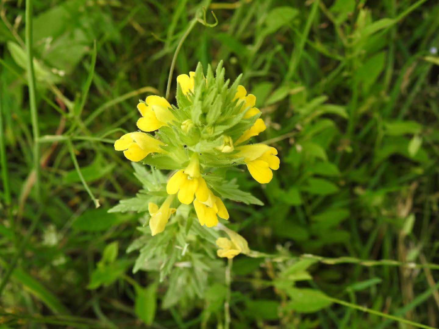 Bellardia viscosa