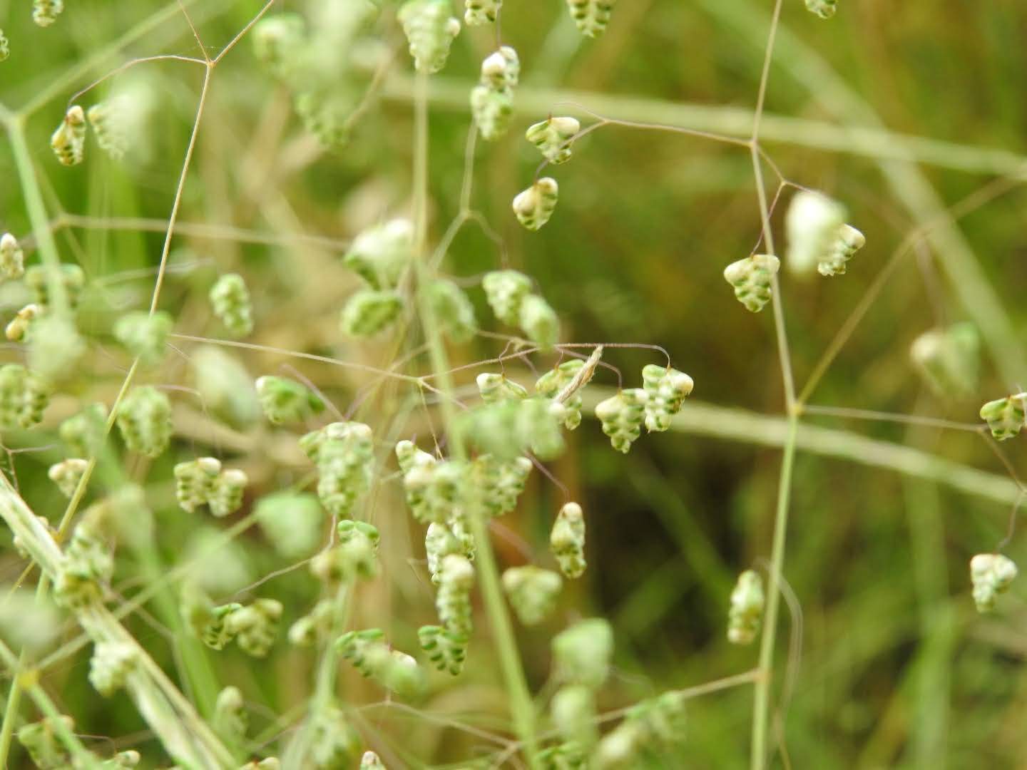 Briza minor