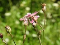Lychnis flos-cuculi