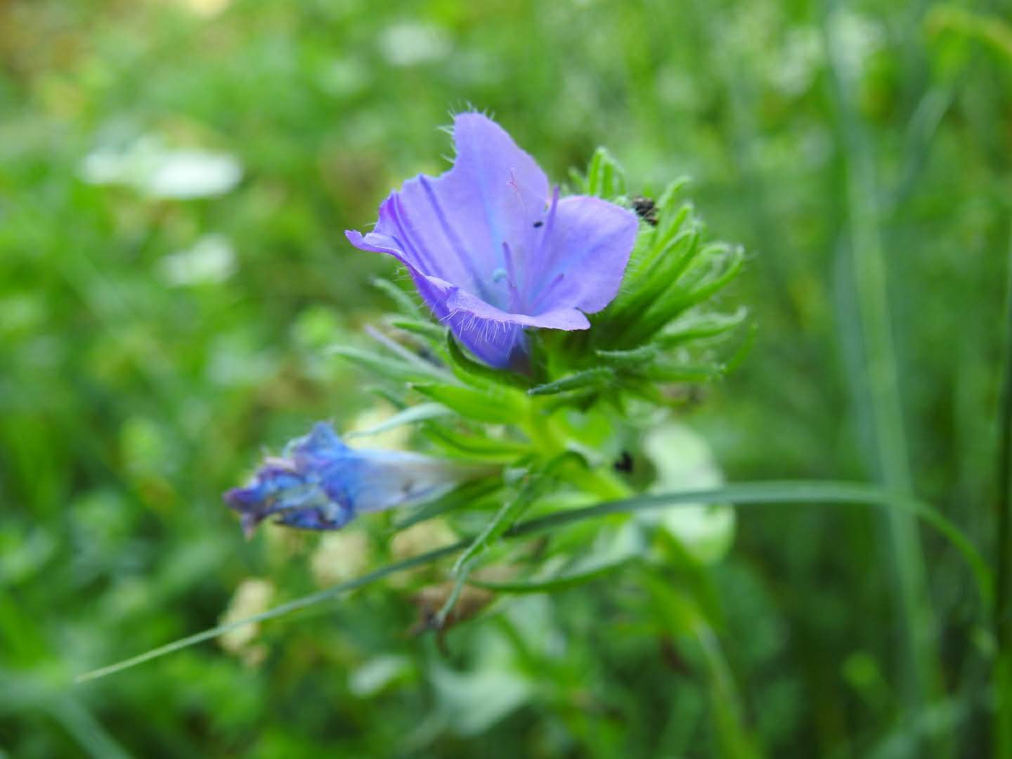 Echium plantagineum