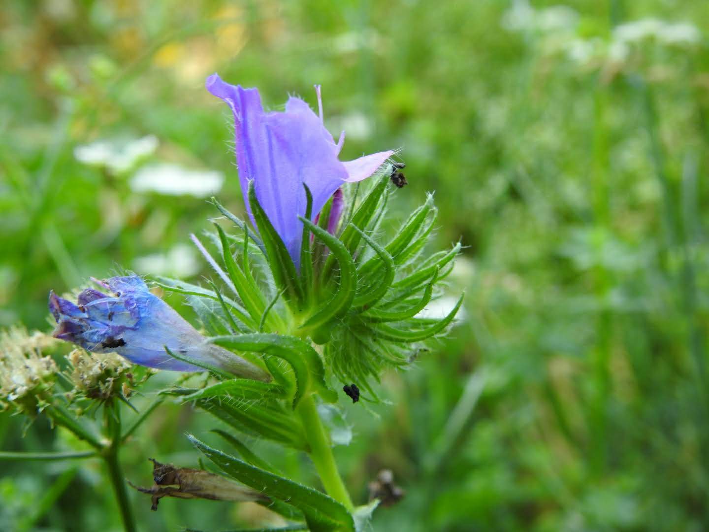 Echium plantagineum