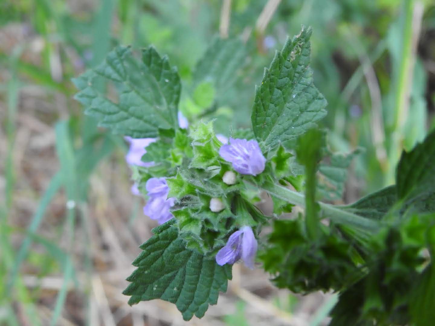 Ballota nigra