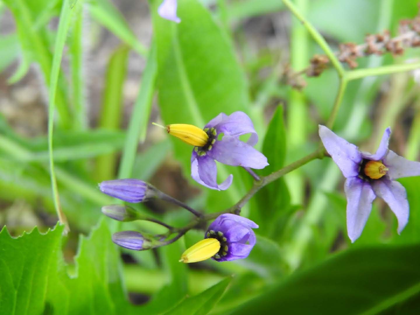 Solanum dulcamara