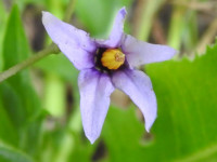 Solanum dulcamara
