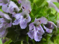 Ballota nigra