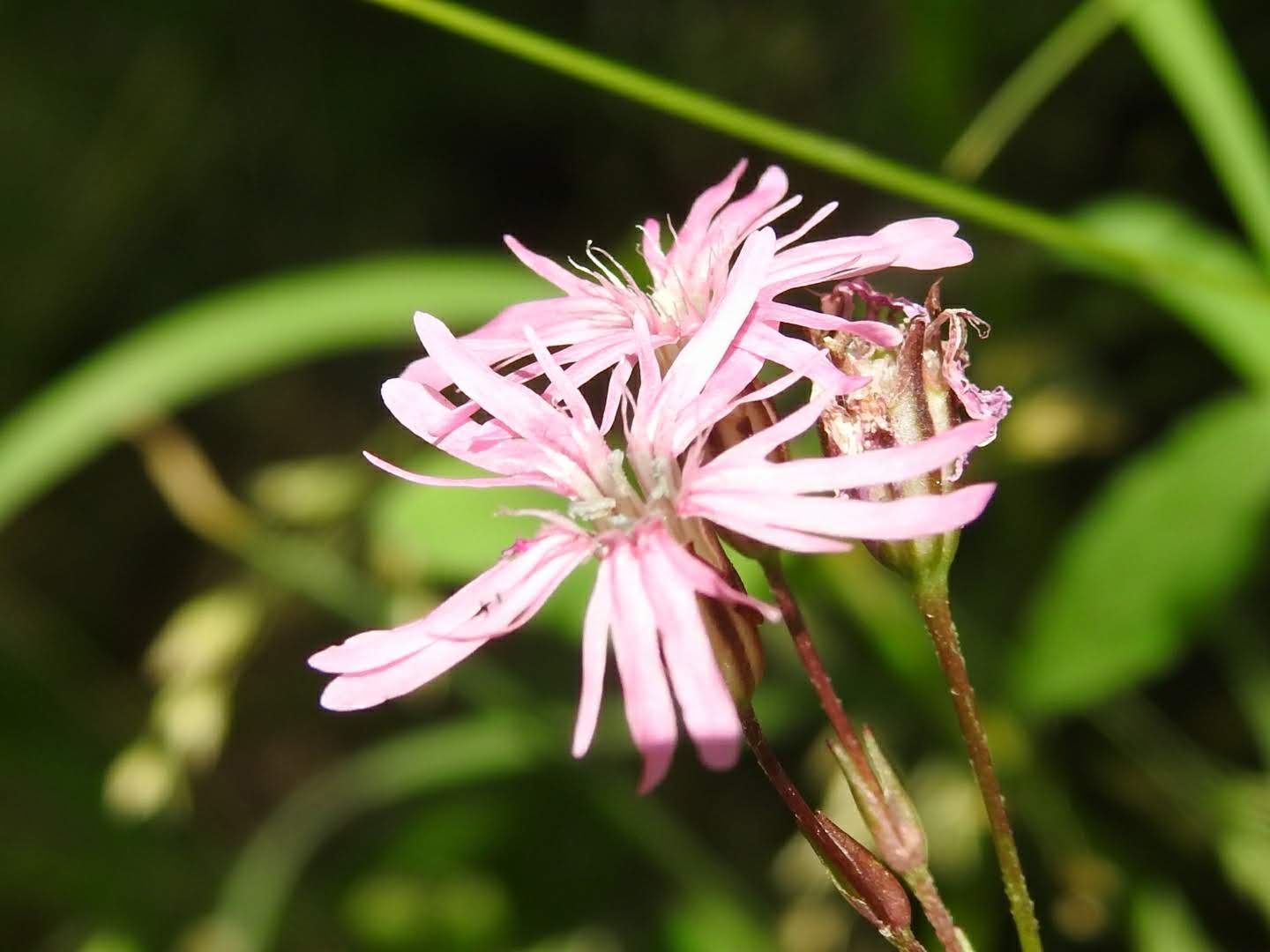 Lychnis flos-cuculi