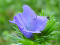 Echium plantagineum