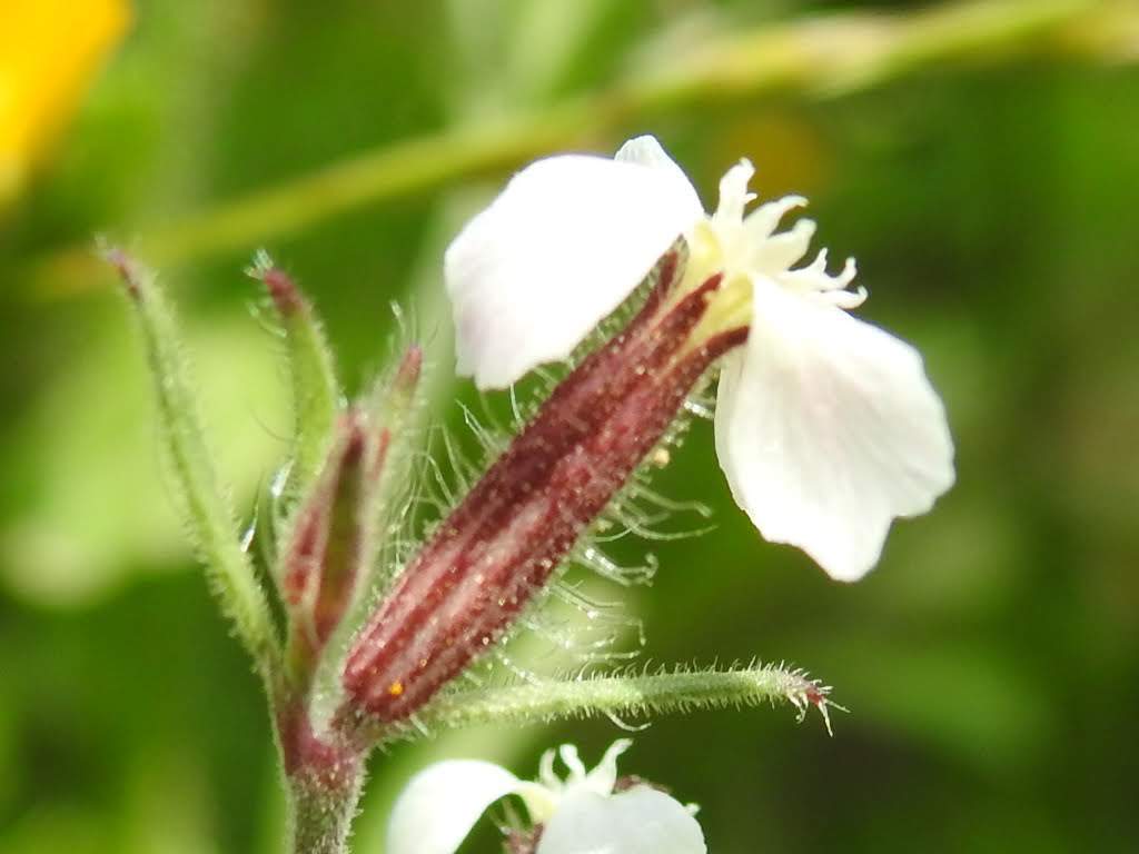 Silene gallica
