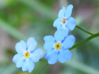 Myosotis scorpioides