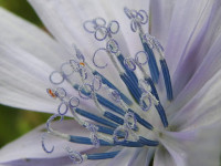 Cichorium intybus
