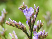 Limonium narbonense