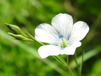 Linum usitatissimum